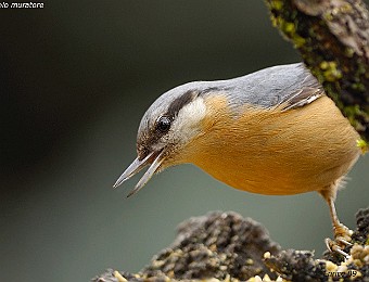 Animali 210